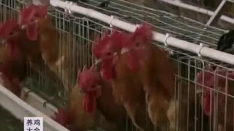 国产黄鸡养殖视频,从孵化到餐桌