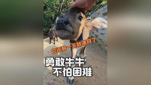 牛牛碰国产精品在钱视频