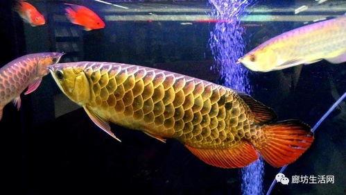 国产金龙鱼养殖视频,国产金龙鱼养殖技术揭秘