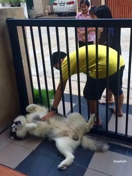 国产看家护院狗狗视频,国产看家护院狗狗风采展示