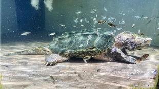 国产和原种鳄龟杂交视频,探索生物多样性融合之旅