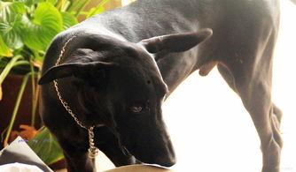 国产墨界黑狼视频,国产悬疑巨制，揭秘神秘墨界之谜