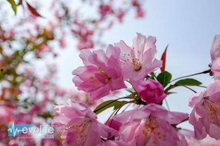 国产樱花精品视频,绽放春日浪漫画卷